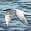 Gull-billed Tern